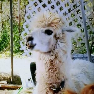 Meet your Posher, Don